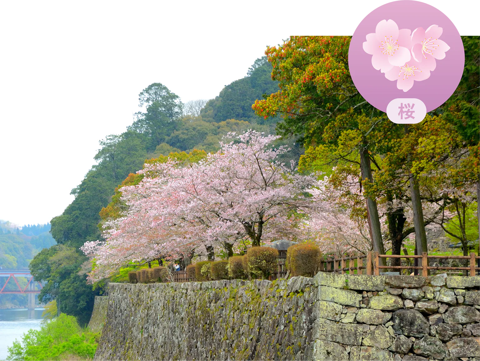 石垣と桜のコントラストも見事の画像