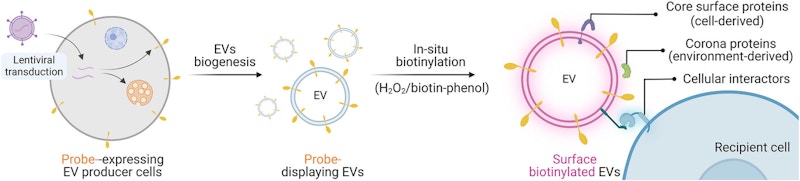 Proteome Homeostasis Research Unit figure