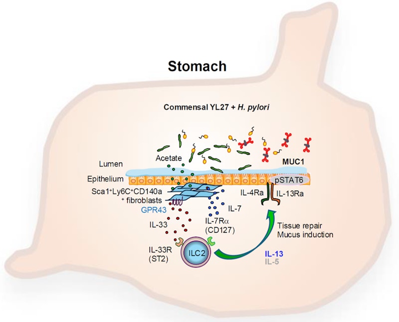 Precision Immune Regulation RIKEN ECL Research Unit figure