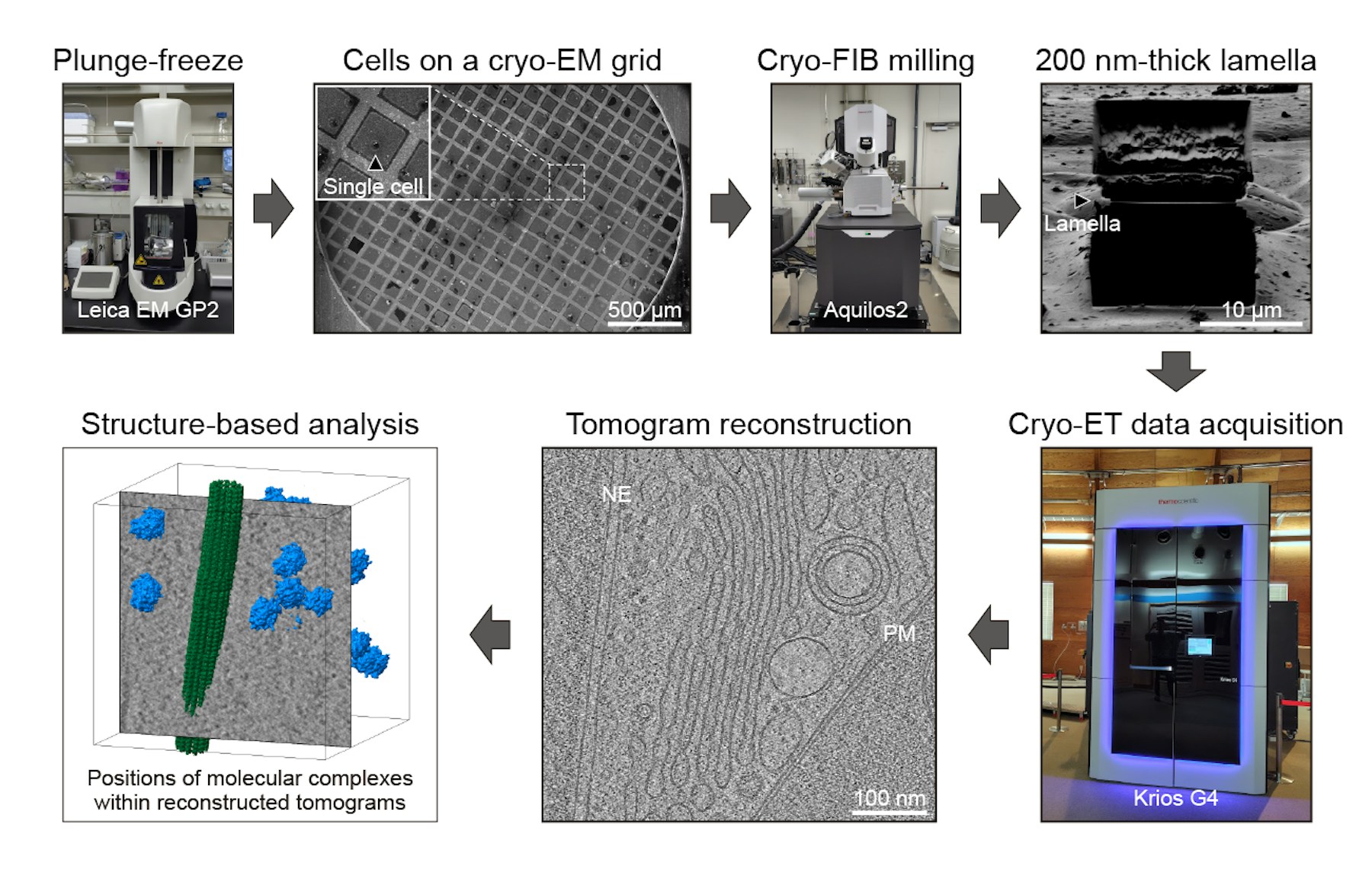 Laboratory for In situ Structural Biology figure
