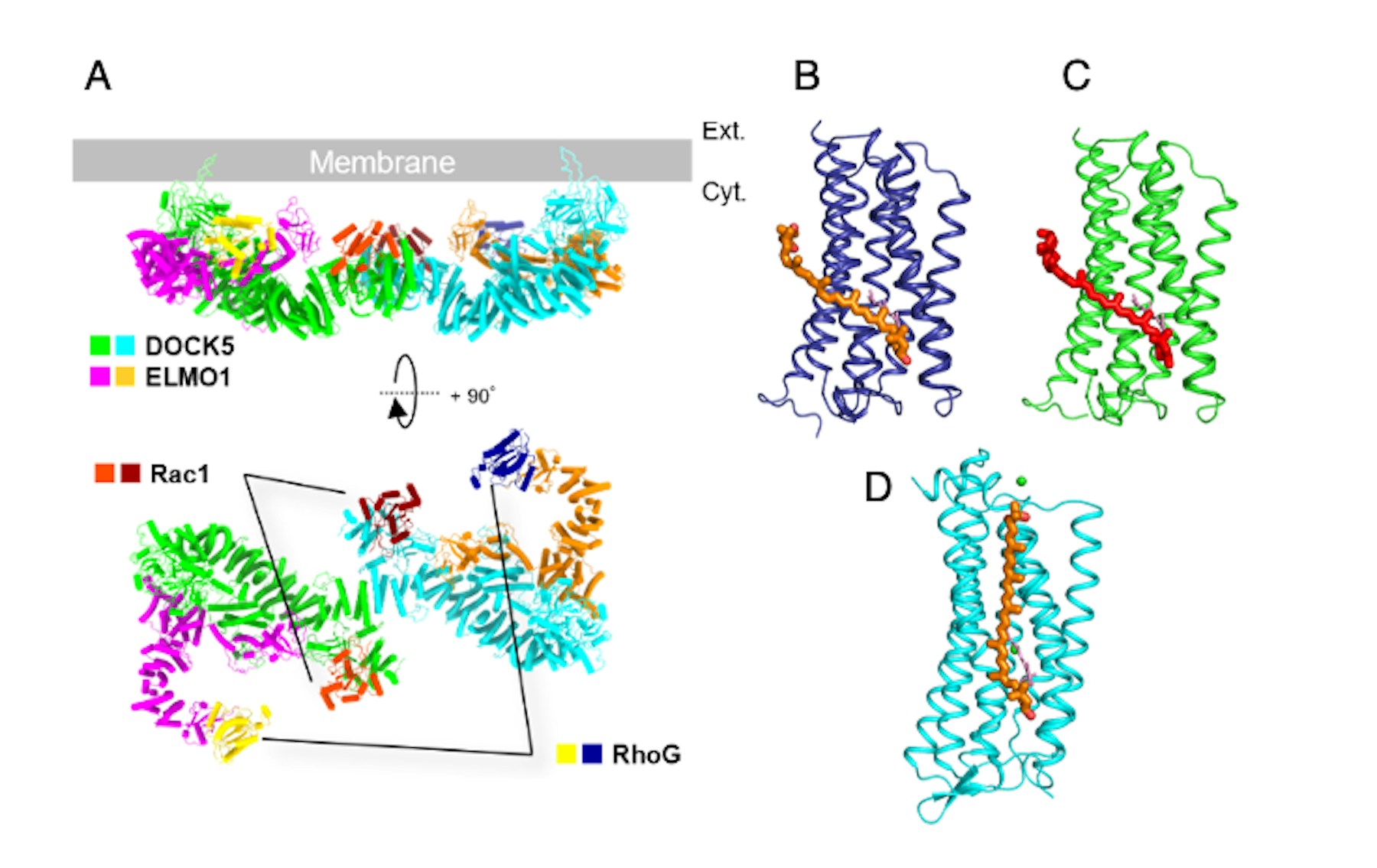Laboratory for Protein Functional and Structural Biology figure