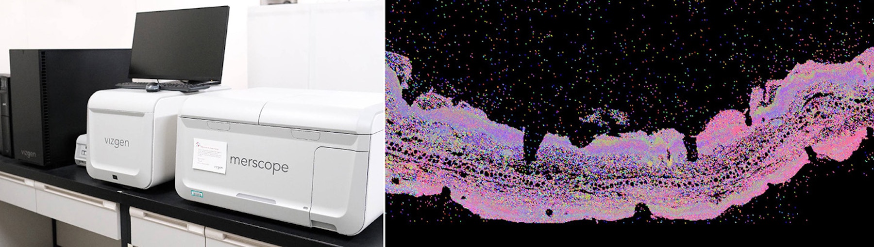 MERSCOPE and spatial transcriptome data image
