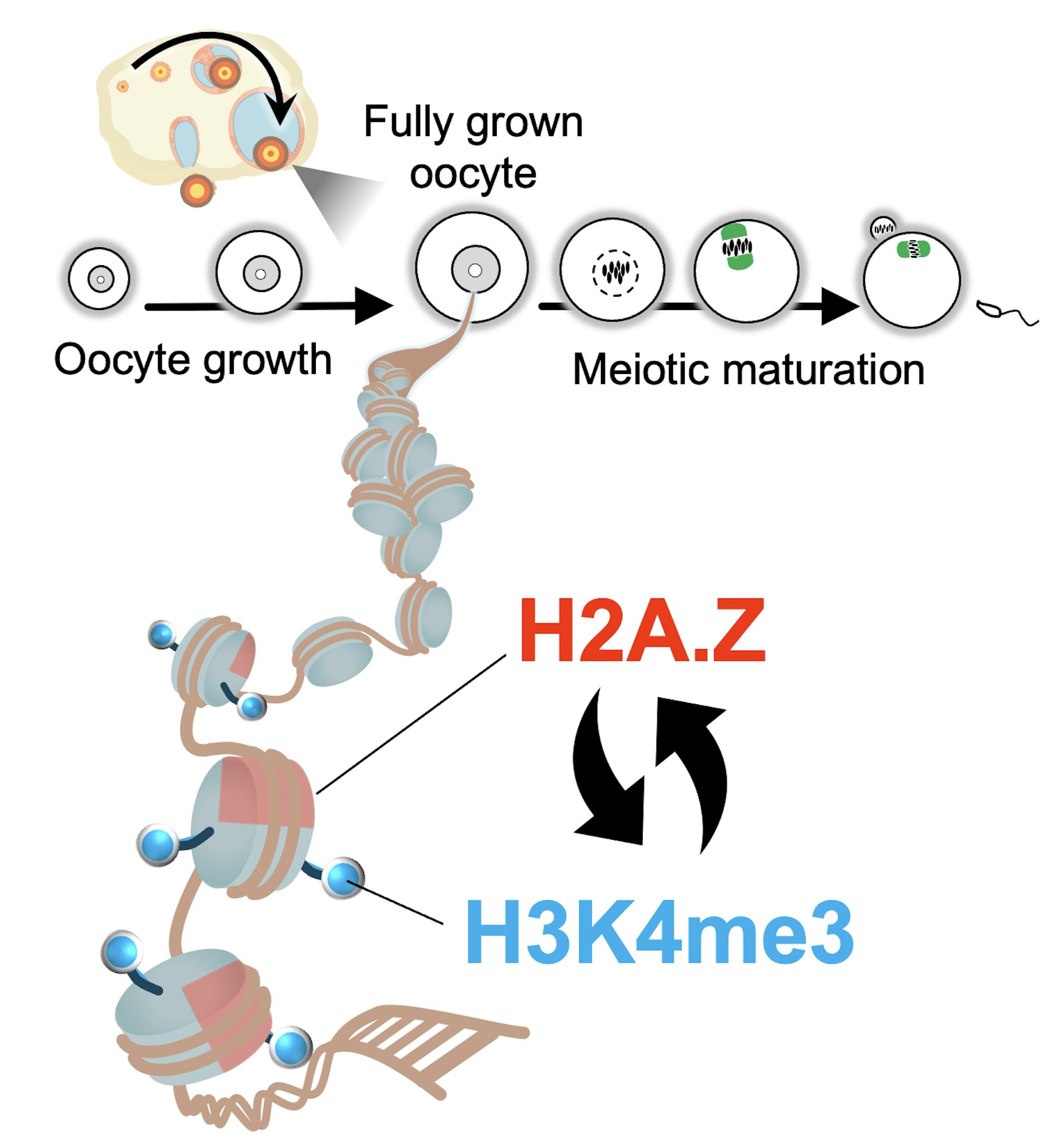 Establishing maternal epigenetic information in oocytes