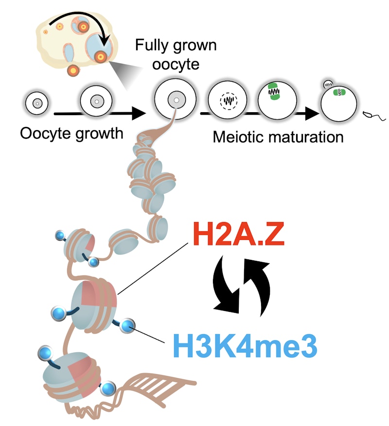 Establishing maternal epigenetic information in oocytes figure