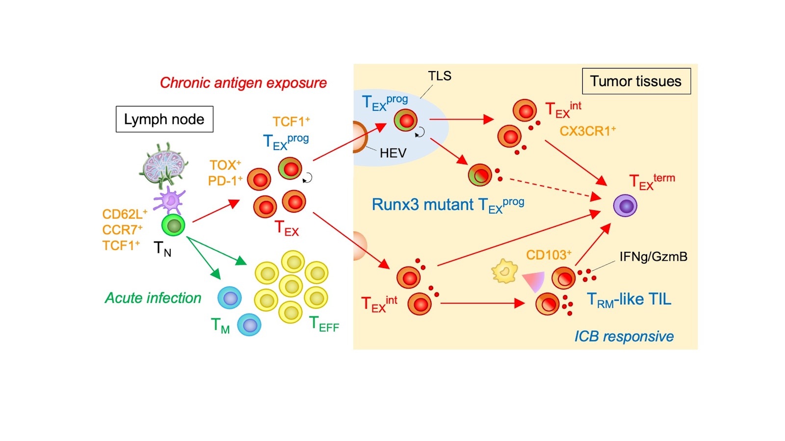 Laboratory for Immunological Memory figure