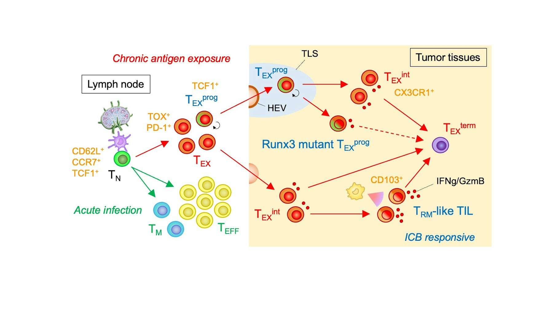Laboratory for Immunological Memory figure