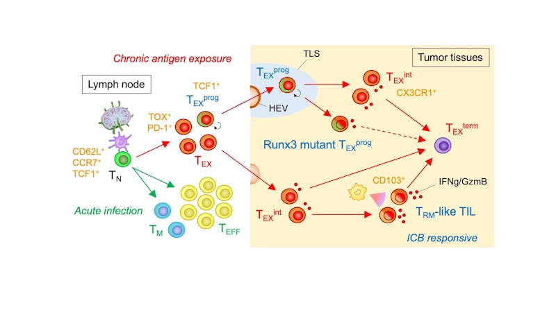 Laboratory for Immunological Memory figure