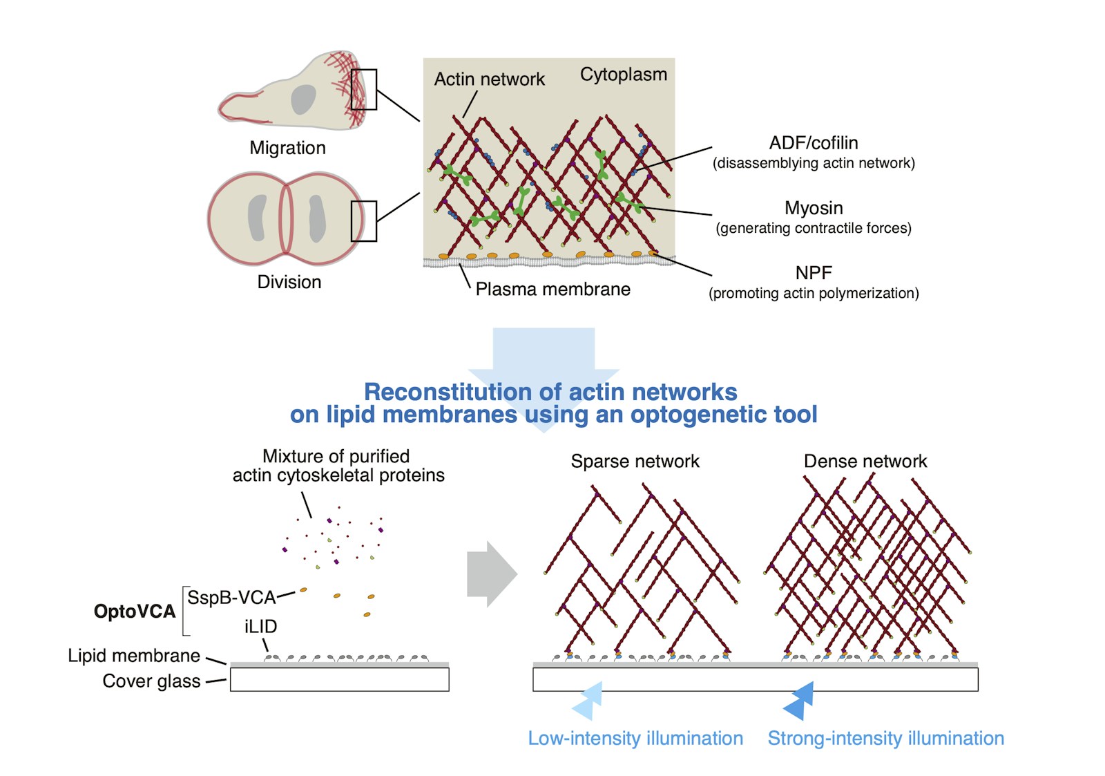 Precise control of actin cytoskeleton assembly with blue light