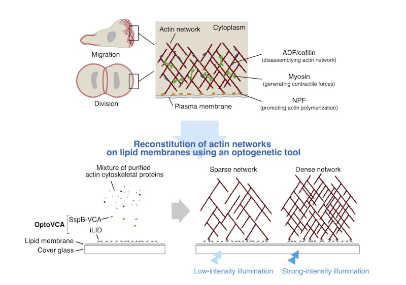 Precise control of actin cytoskeleton assembly with blue light figure