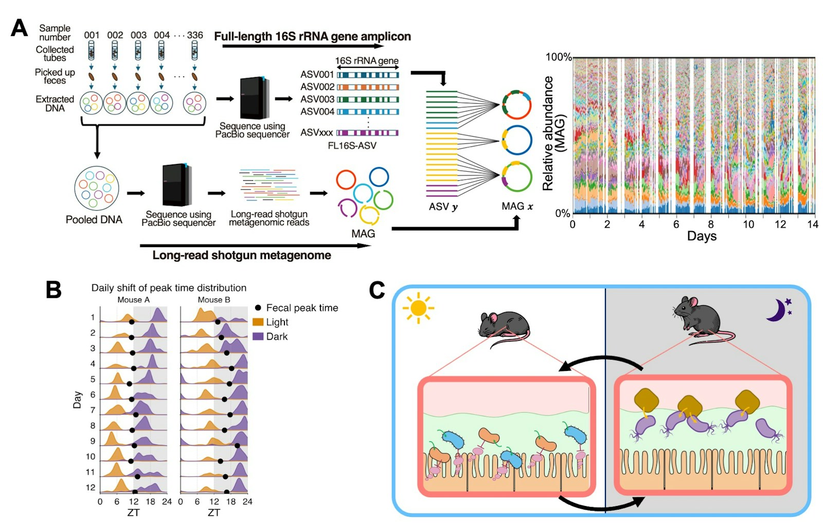 Laboratory for Symbiotic Microbiome Sciences figure