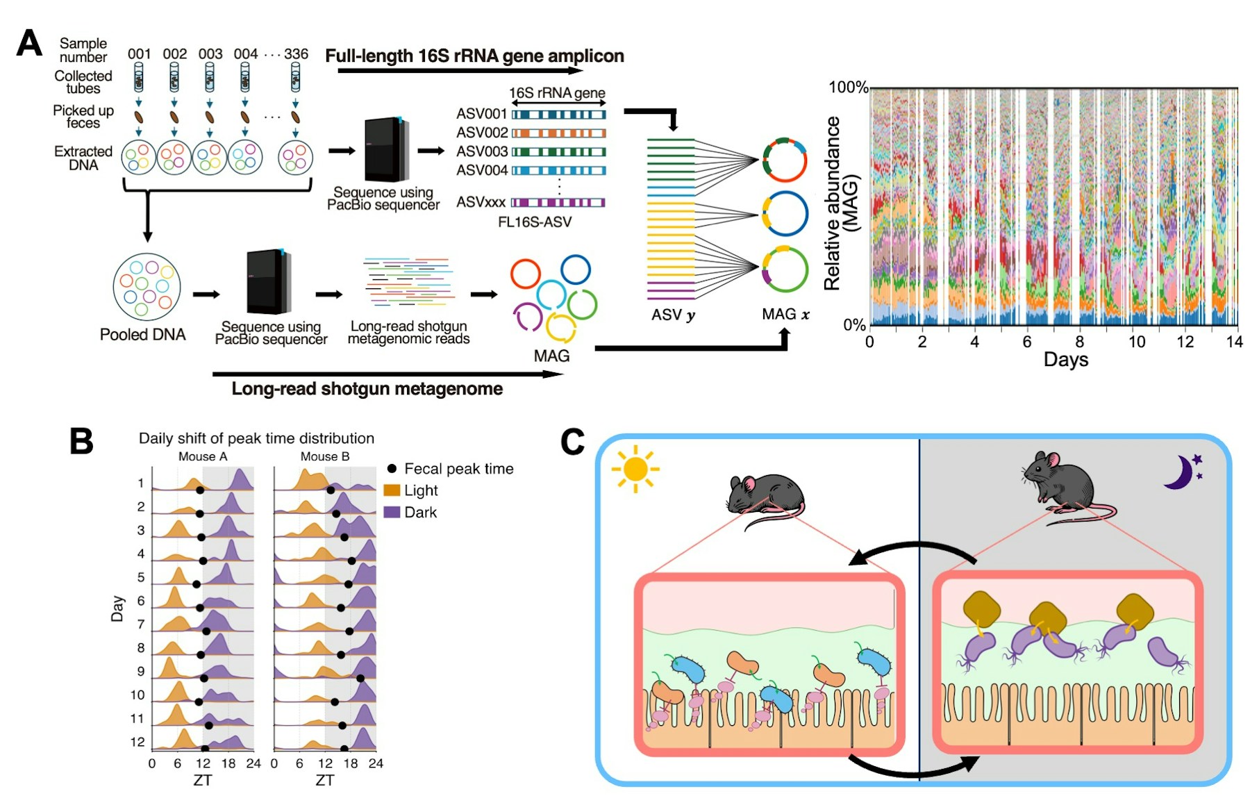 Laboratory for Symbiotic Microbiome Sciences figure
