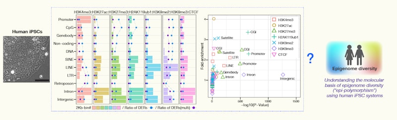 Epigenome Dynamics RIKEN ECL Research Team figure