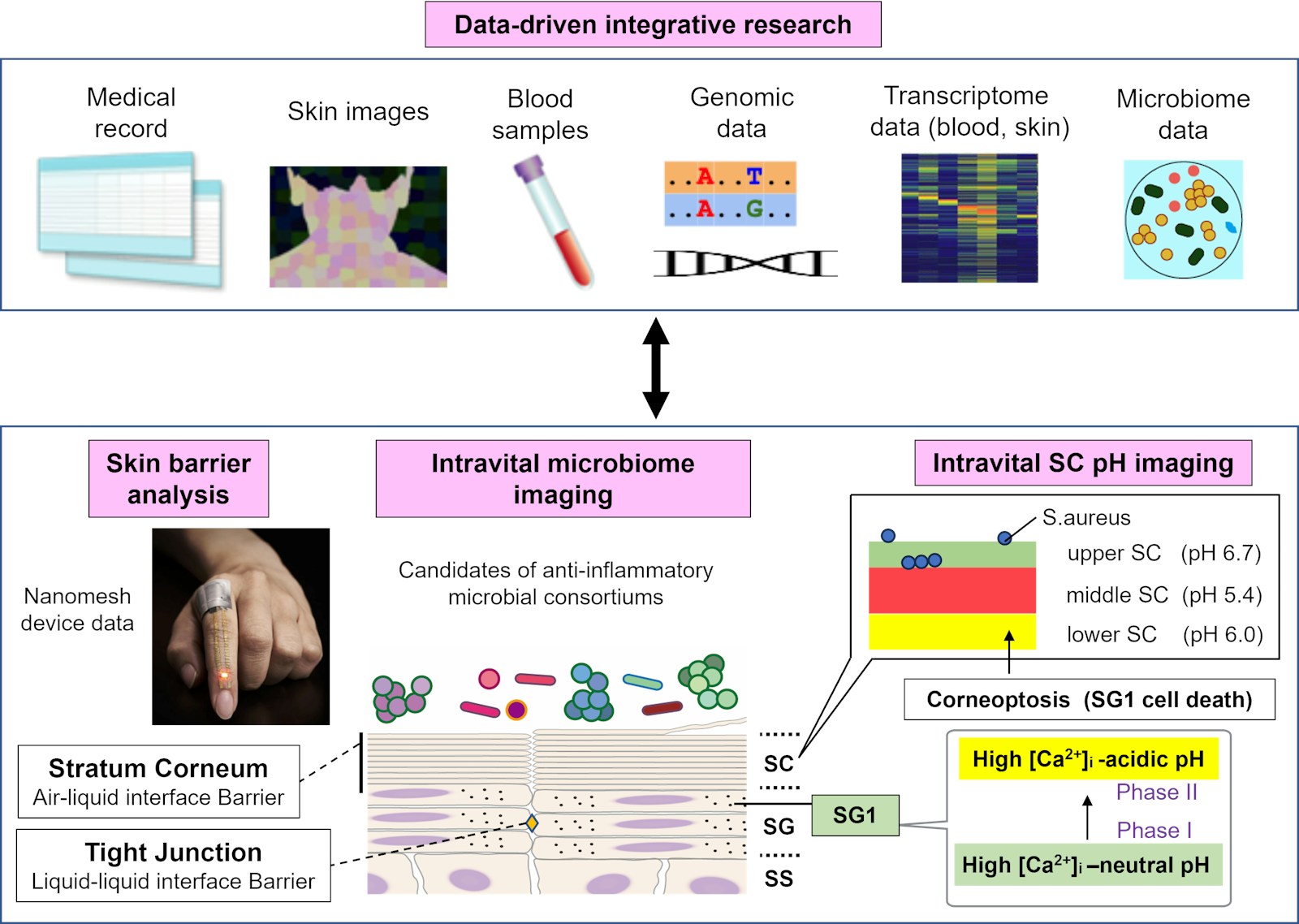 Laboratory for Skin Homeostasis figure