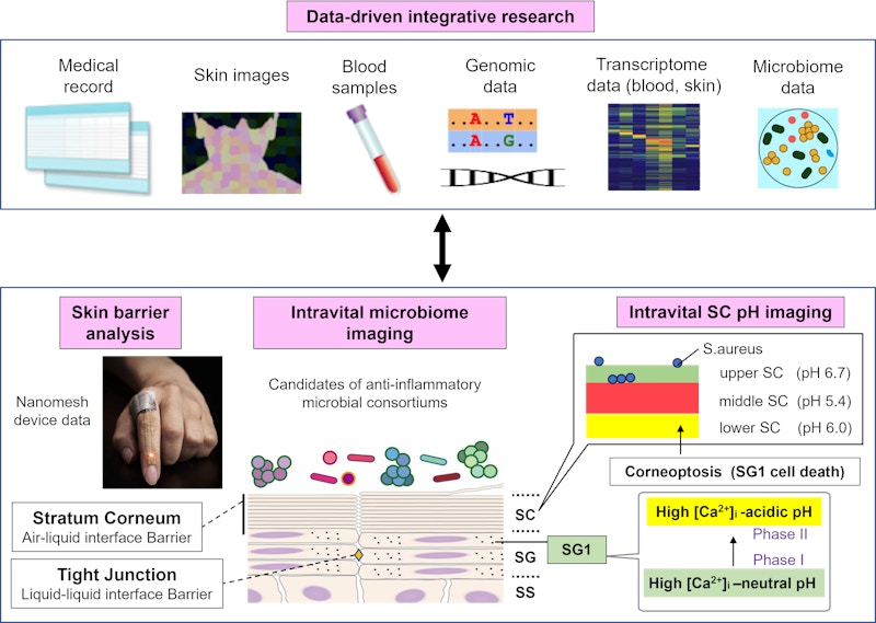 Laboratory for Skin Homeostasis figure