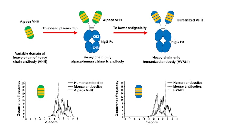 Laboratory for Cancer Invasion and Metastasis figure