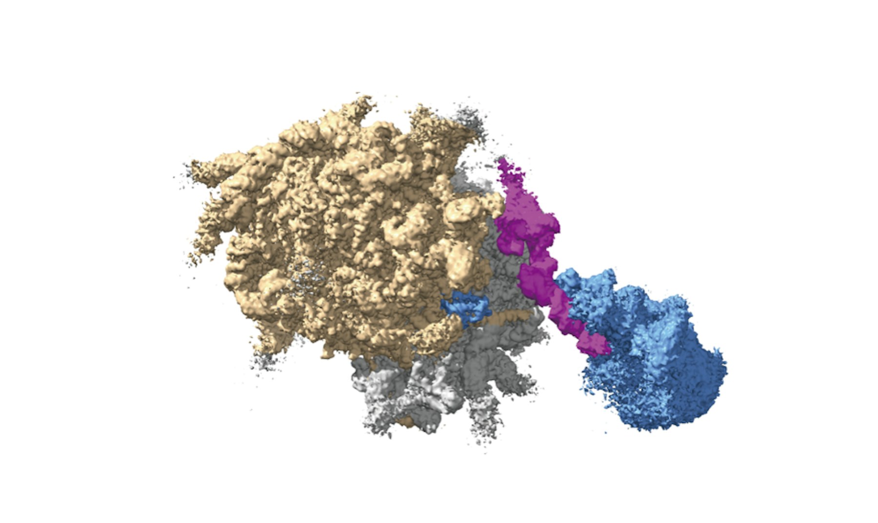 Laboratory for Translation Structural Biology figure