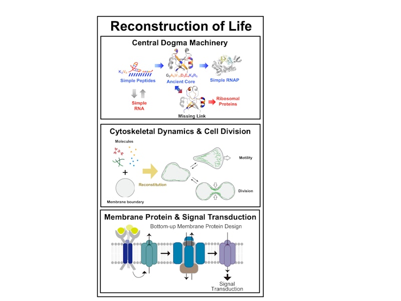 Synthetic Biology for Reconstruction of Life figure