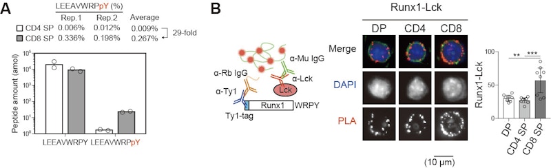 Laboratory for Transcriptional Regulation figure
