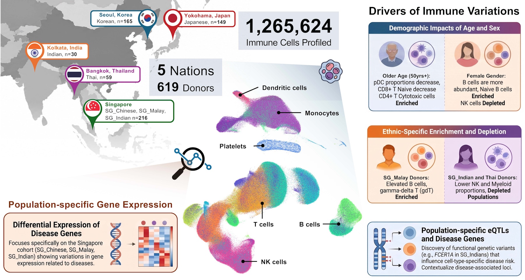 The Asian Immune Diversity Atlas: a multinational single-cell reference atlas of circulating human immune cells