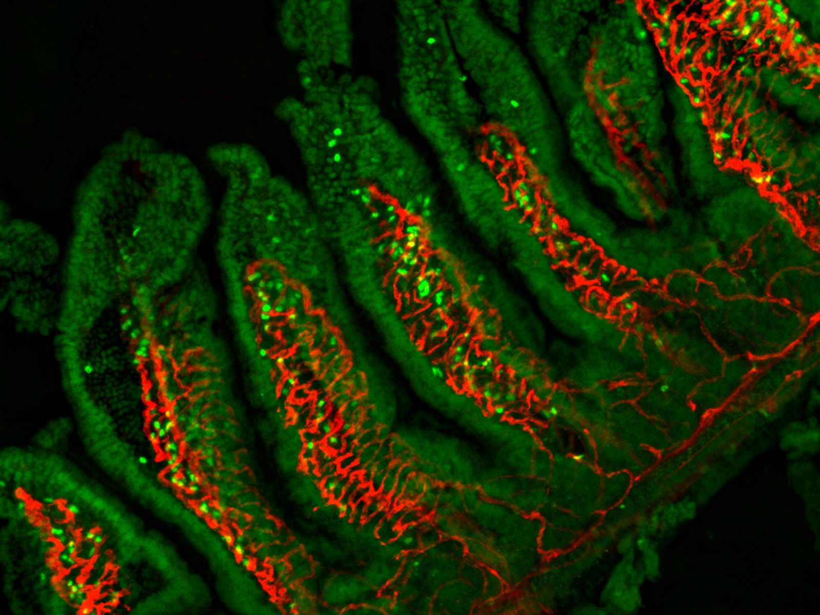 Fluorescence microscopy image of mouse intestinal villi showing epithelial cells (green) and blood vessels (red). This image demonstrates the intricate architecture of the intestinal mucosa, a key site for immune cell development and function.