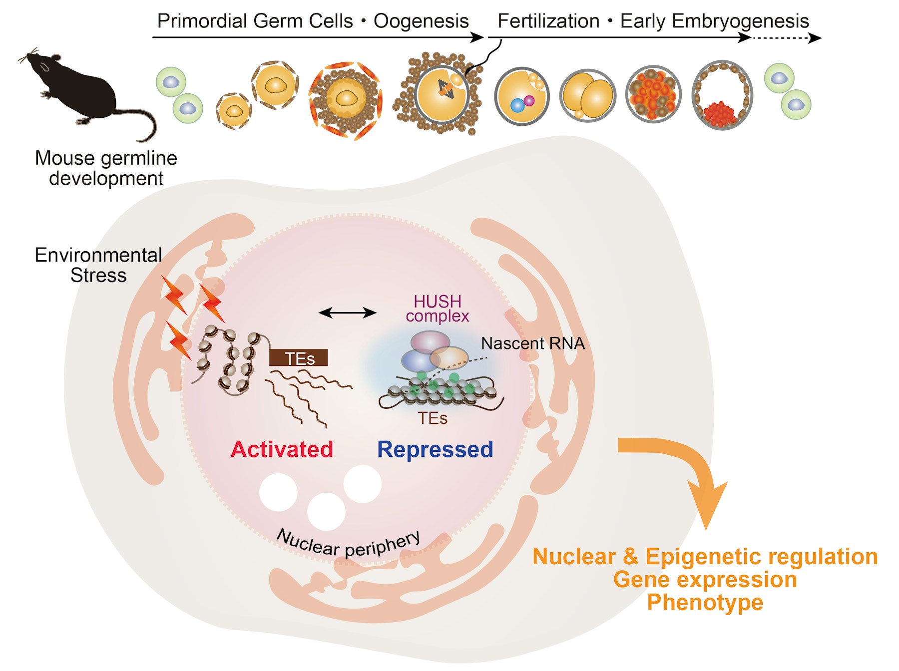 Laboratory for Functional Non-coding Genomics figure