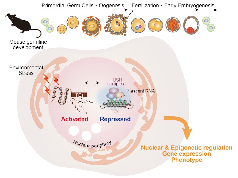 Laboratory for Functional Non-coding Genomics figure