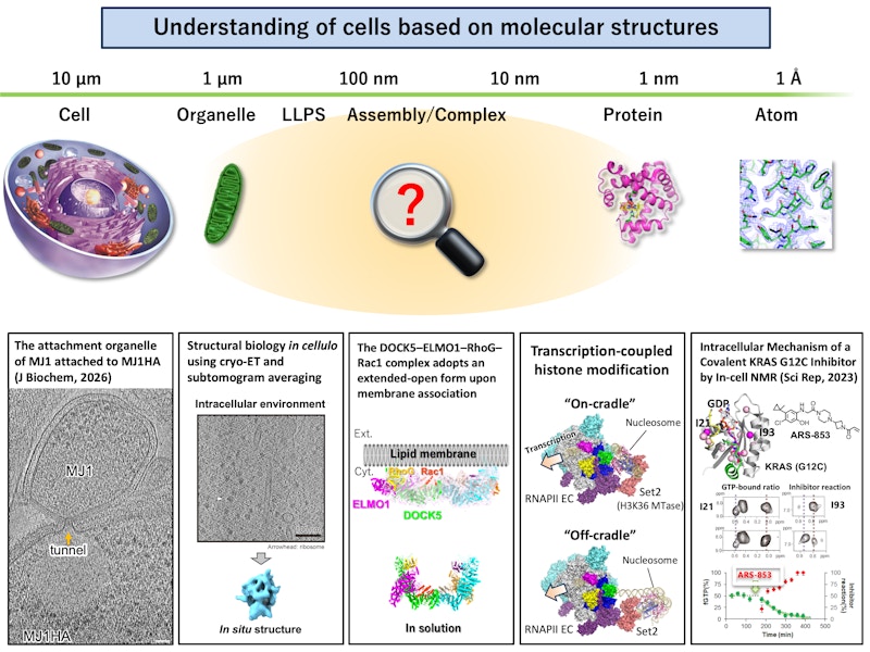 Structural Cell Biology figure