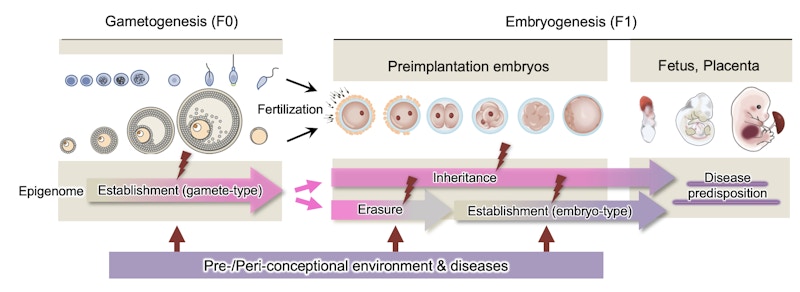Laboratory for Epigenome Inheritance figure