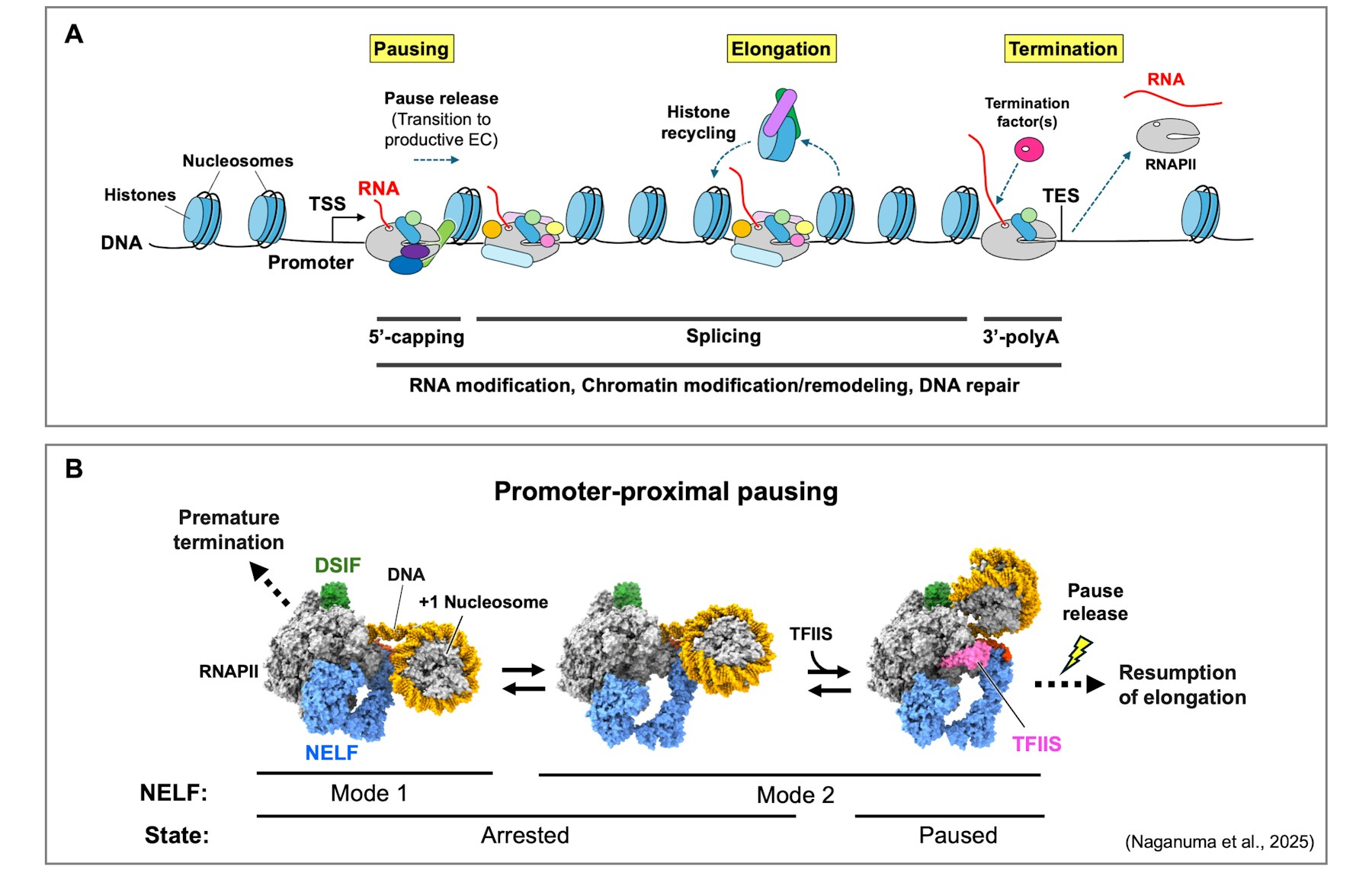 Laboratory for Transcription Structural Biology figure