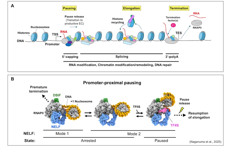 Laboratory for Transcription Structural Biology figure