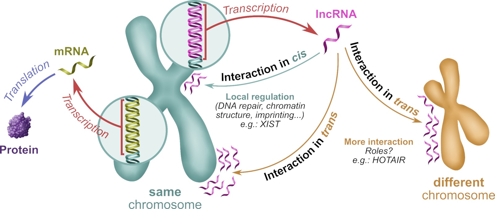 Roles of chromatin-interacting lncRNAs
