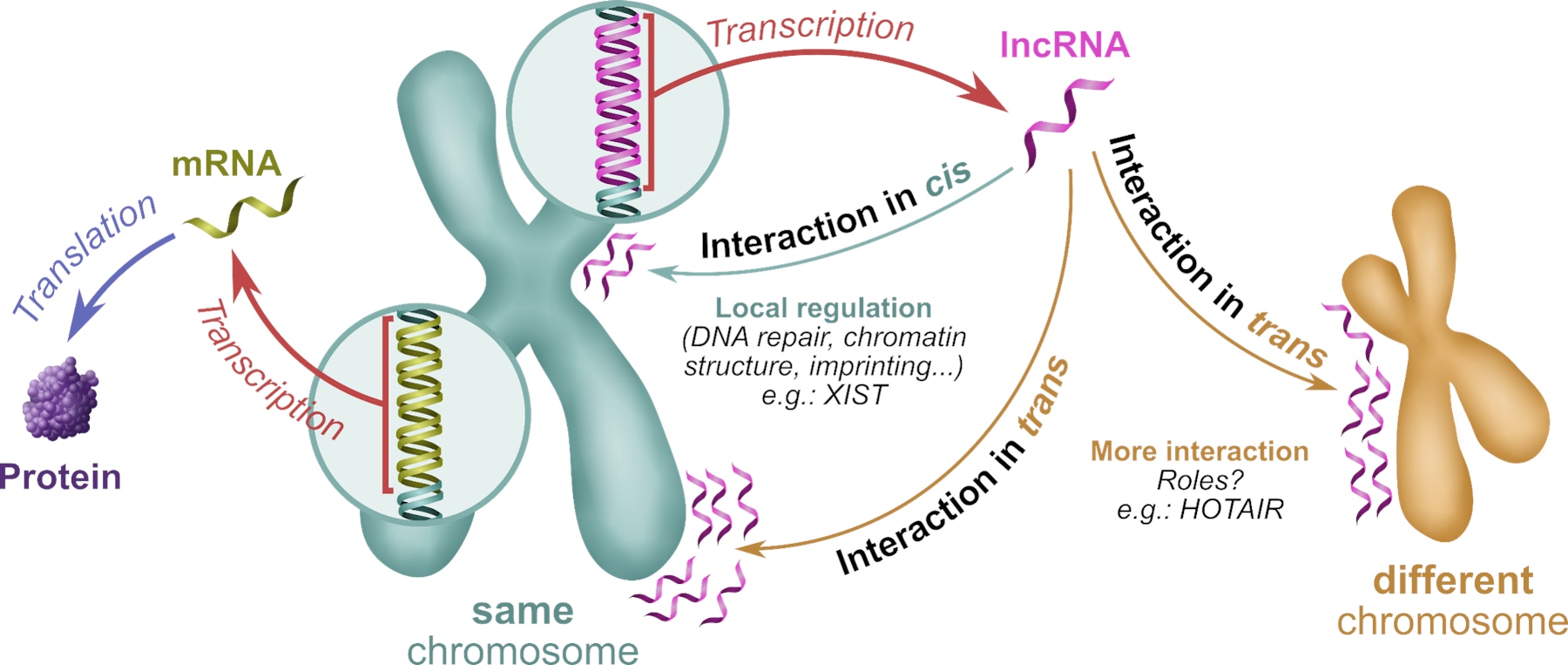 Roles of chromatin-interacting lncRNAs