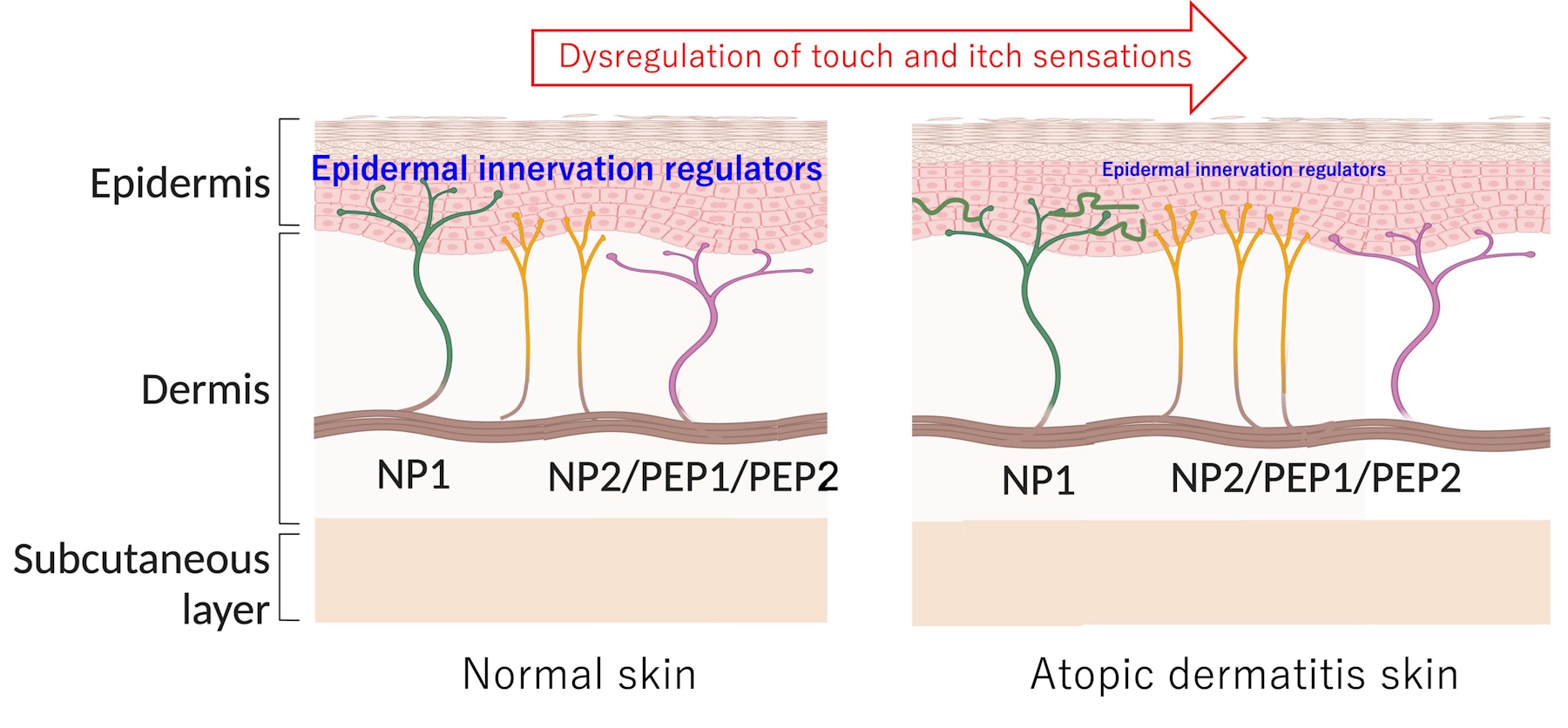 Laboratory for Tissue Dynamics figure