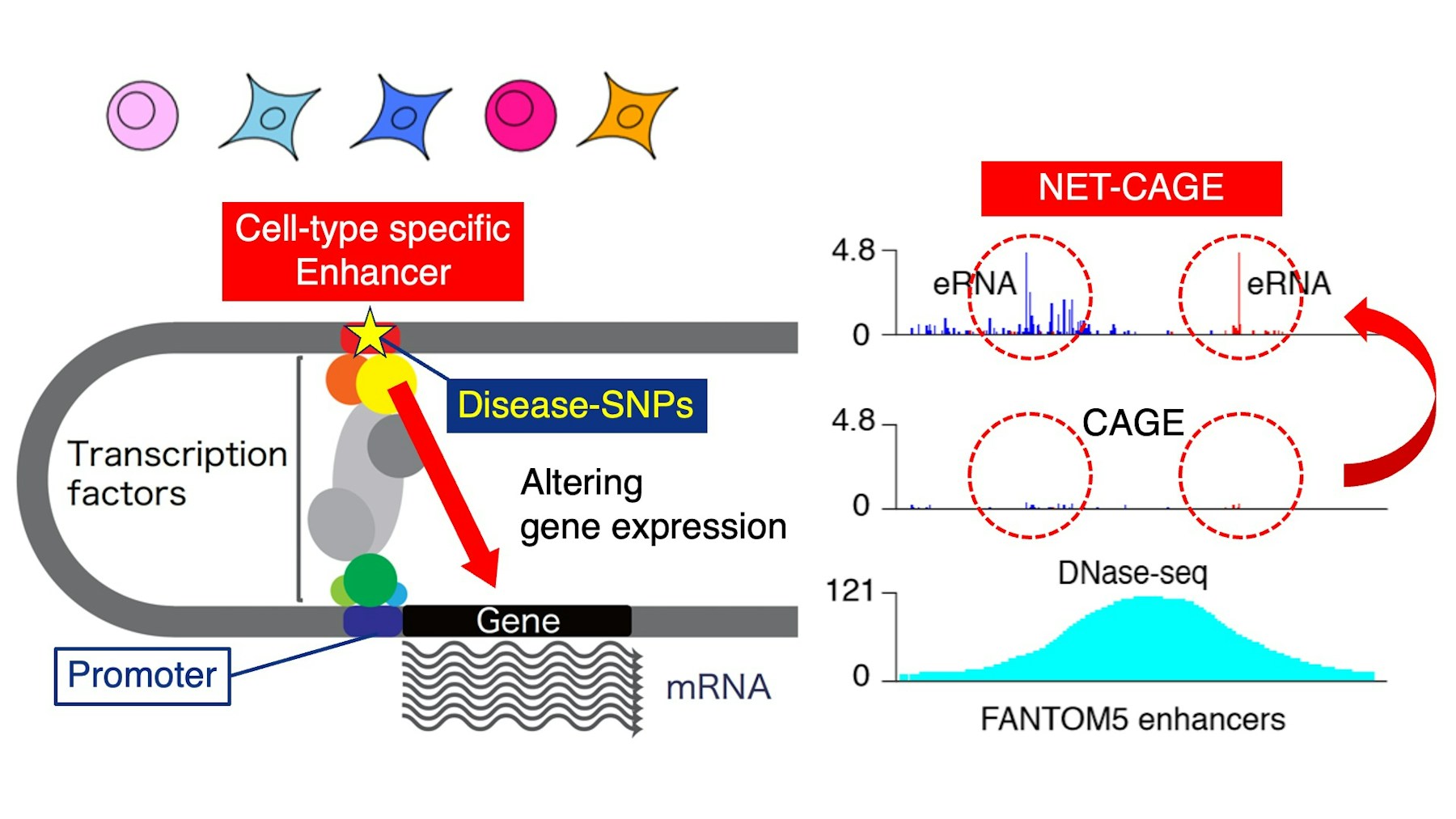 Laboratory for Gene Structure and Regulation figure