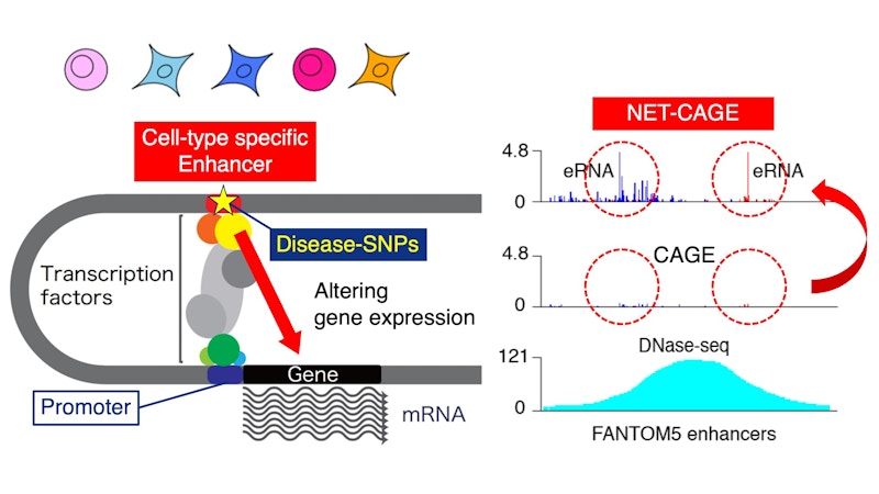 Laboratory for Gene Structure and Regulation figure