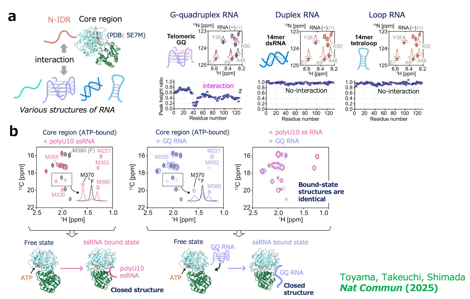 Laboratory for Dynamic Structure of Biomolecules figure
