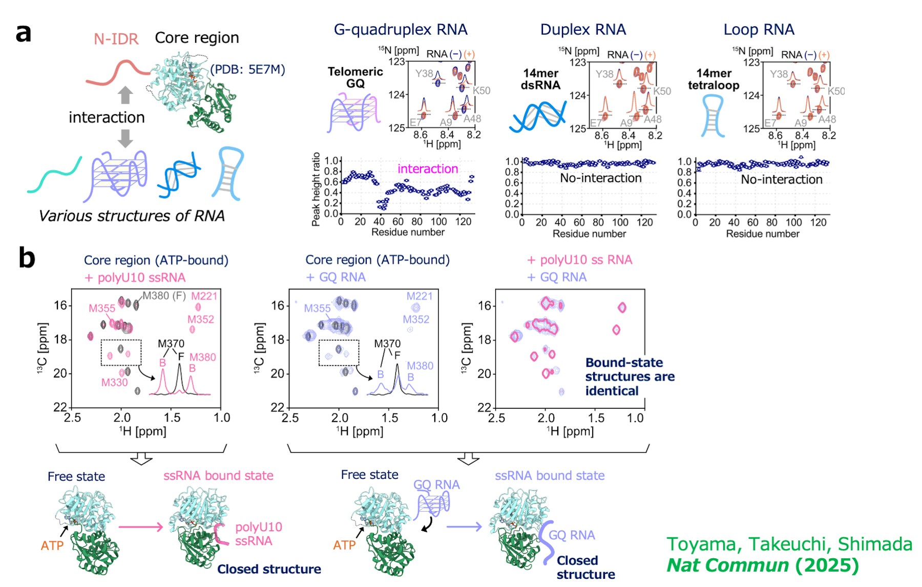 Laboratory for Dynamic Structure of Biomolecules figure