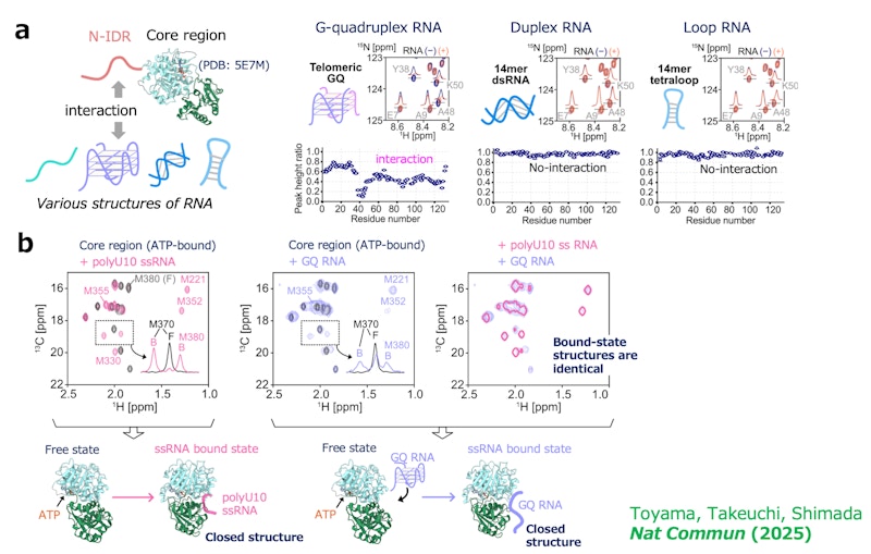 Laboratory for Dynamic Structure of Biomolecules figure