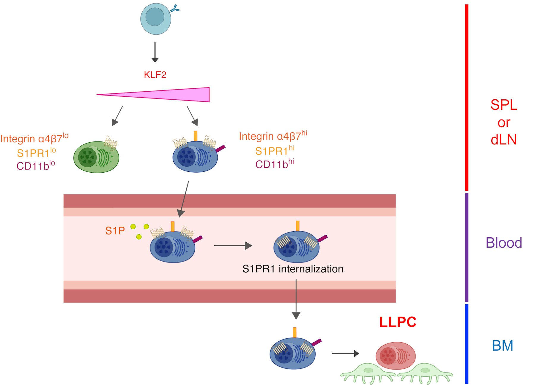 Laboratory for Lymphocyte Differentiation figure