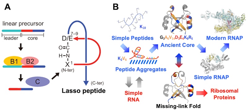Laboratory for Advanced Biomolecular Engineering figure
