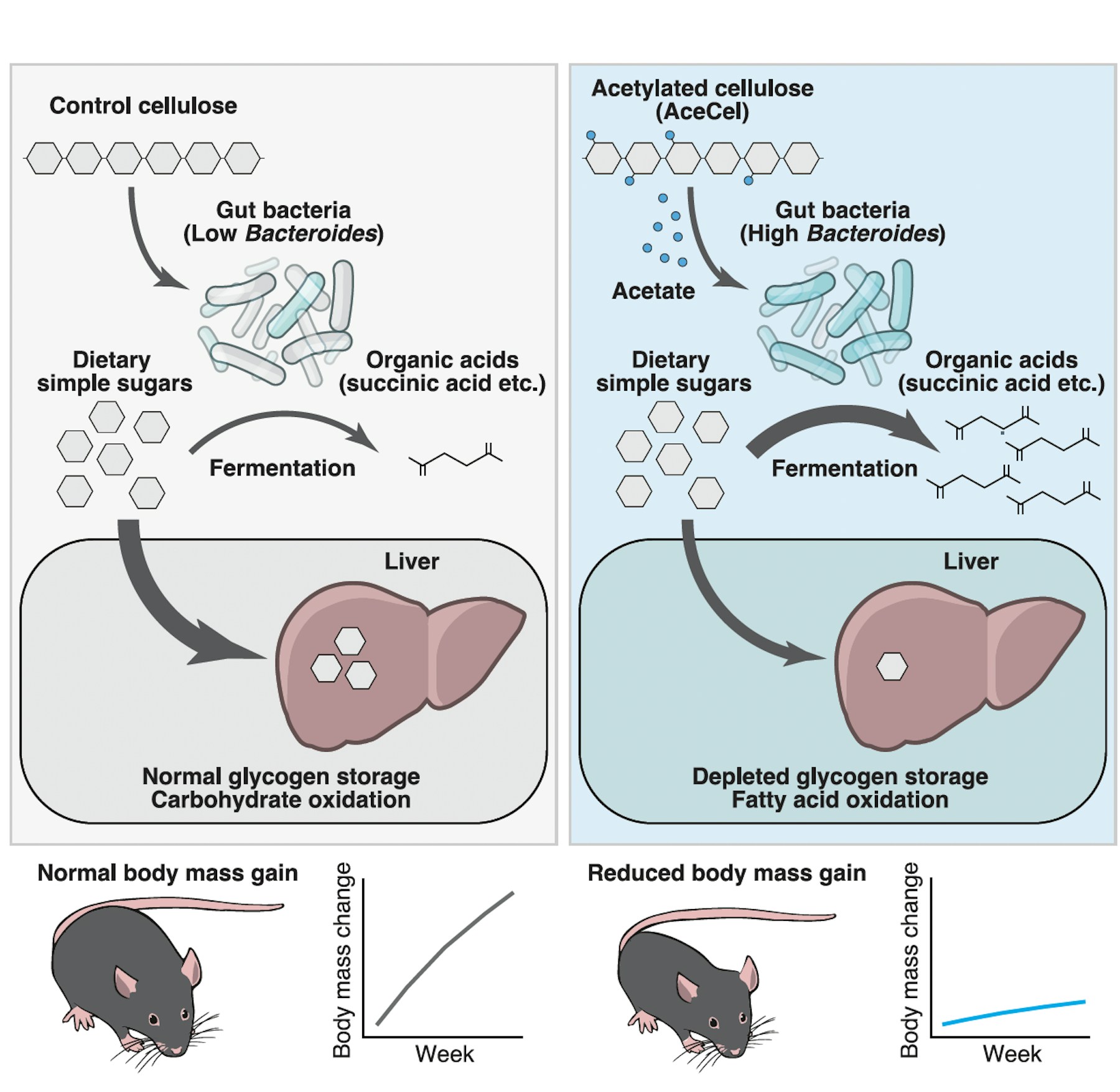 Laboratory for Intestinal Ecosystem figure