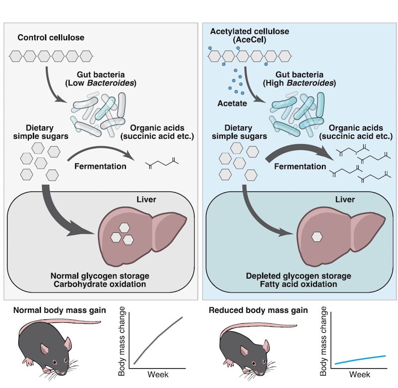 Laboratory for Intestinal Ecosystem figure