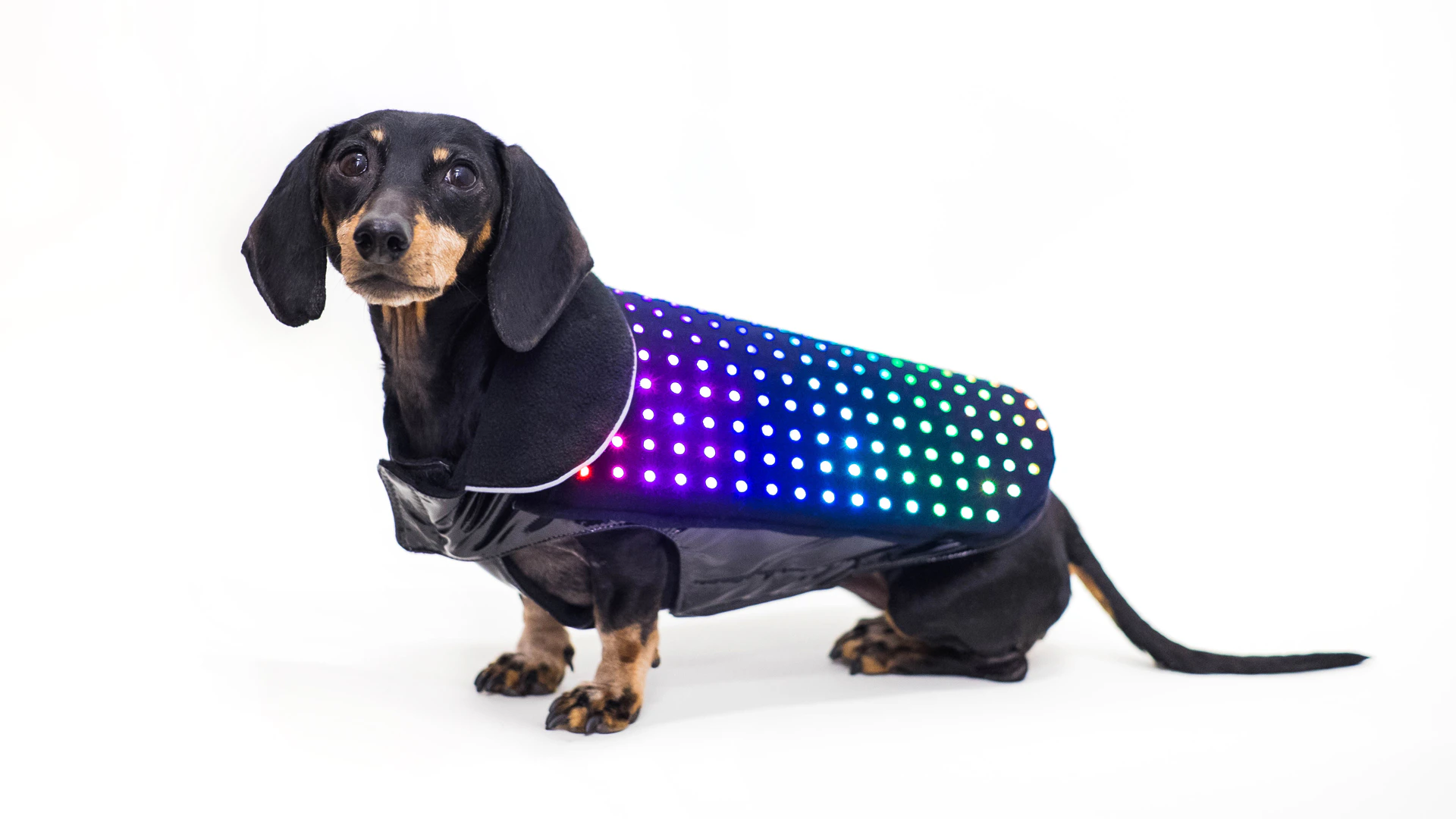 Disco Dog