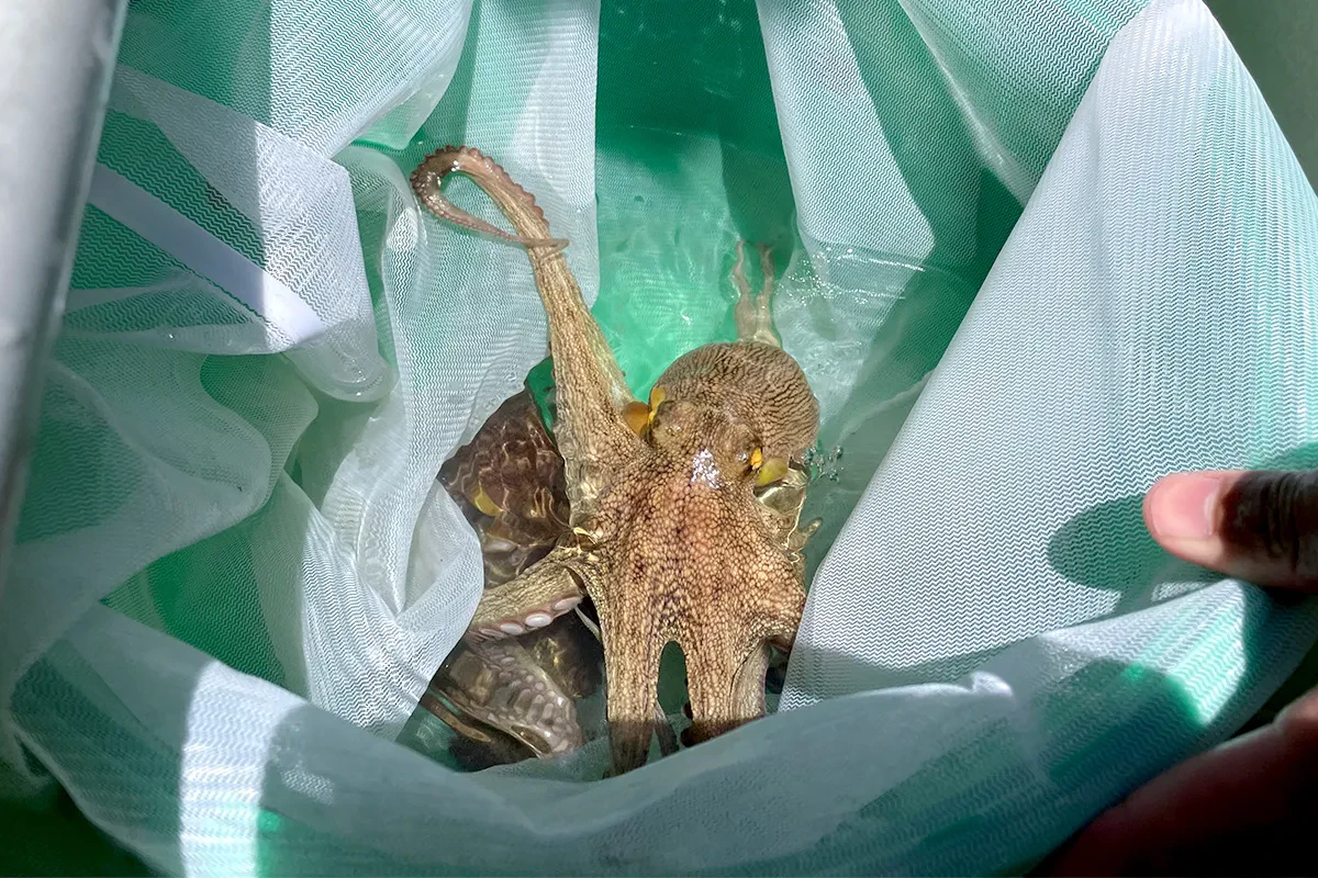 釣れ上がったマダコ