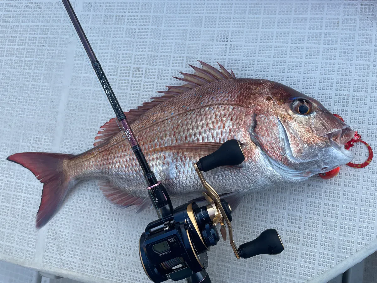 タイラバで釣れたマダイ