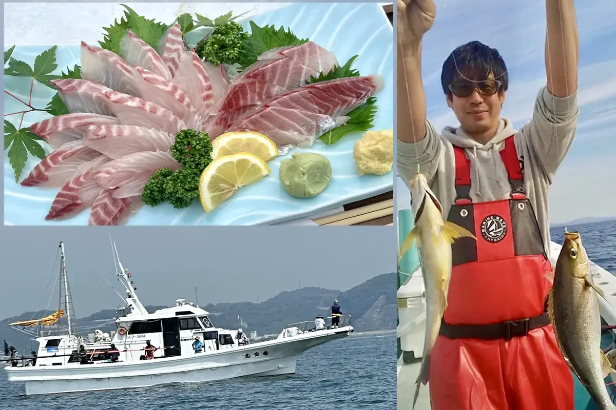 イサキの釣果と刺身