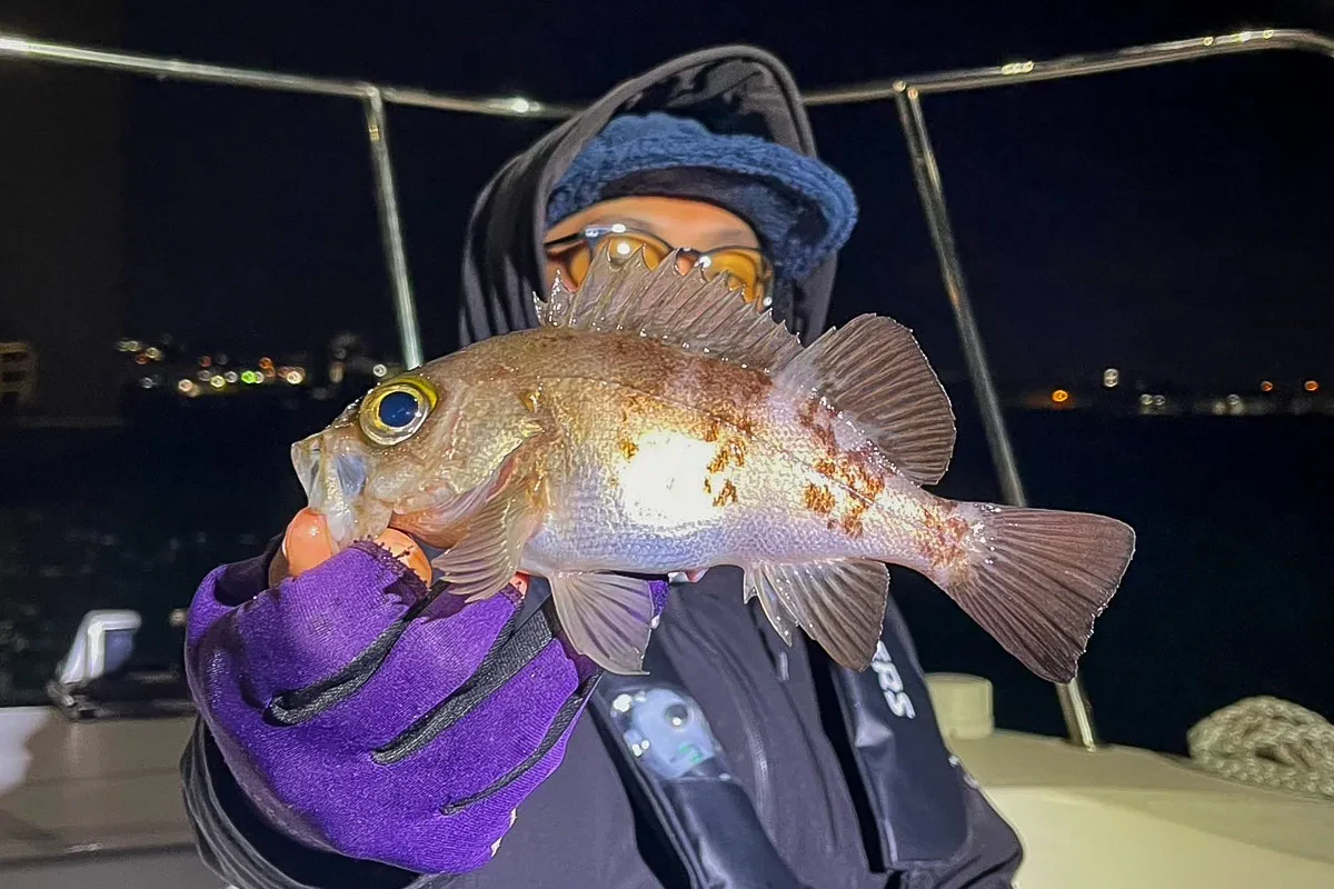 メバルをキャッチ