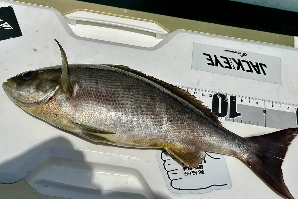 一匹目のイサキ