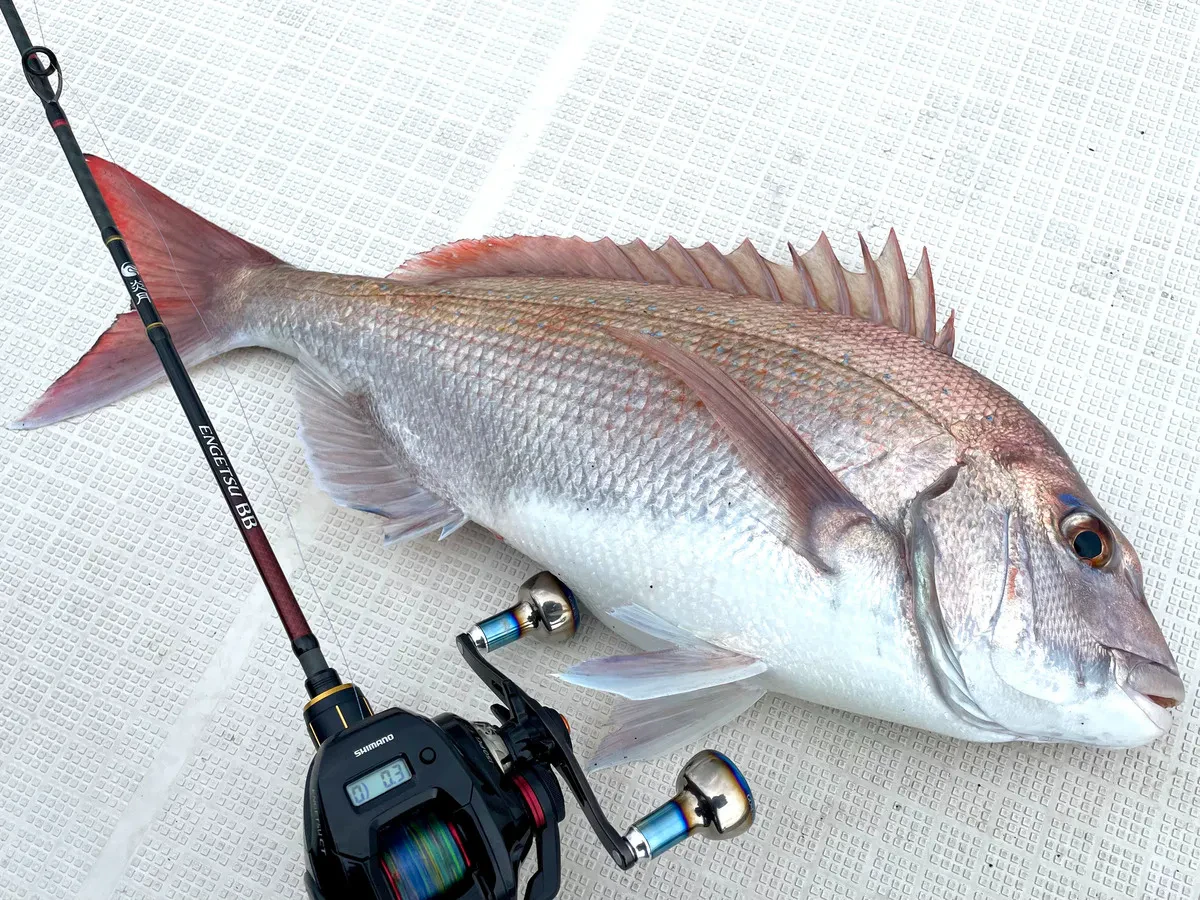 タイラバで釣れたマダイ