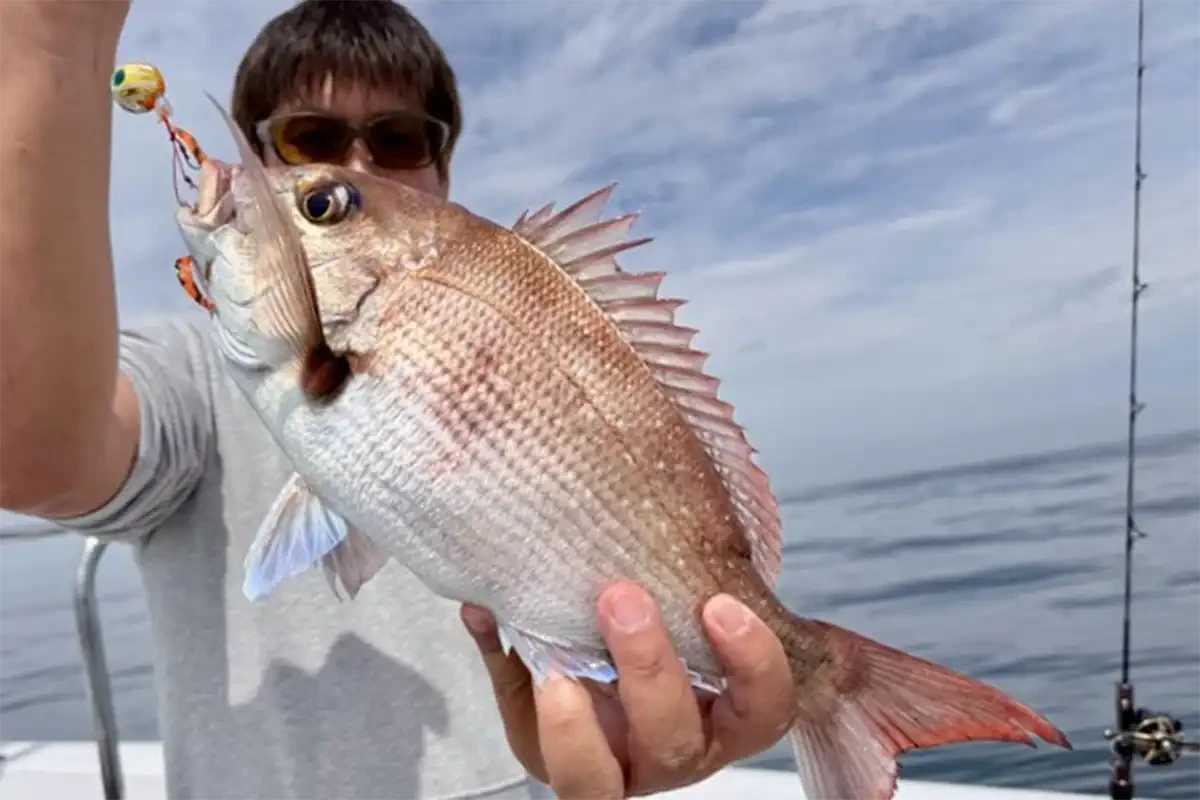 美味しそうな真鯛